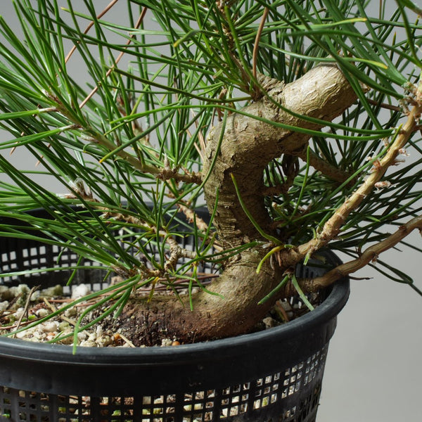 Japanese Black Pine 604 - Bonsaify