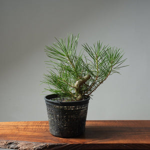 Japanese Black Pine 604 - Bonsaify