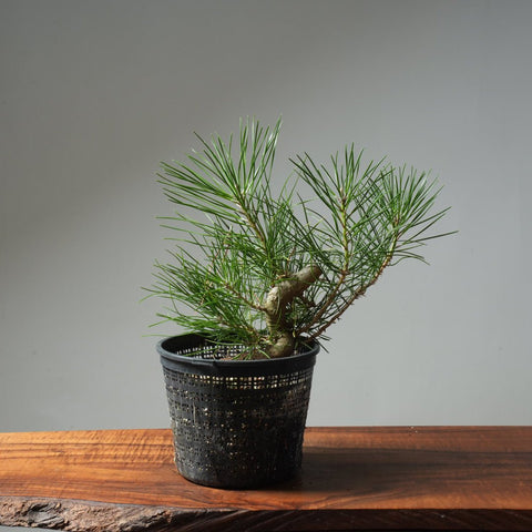 Japanese Black Pine 604 - Bonsaify