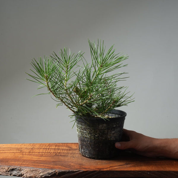 Japanese Black Pine 604 - Bonsaify
