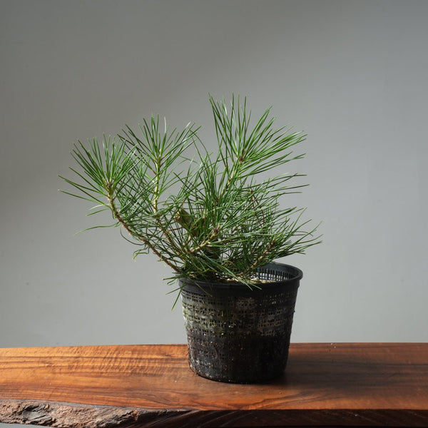 Japanese Black Pine 604 - Bonsaify