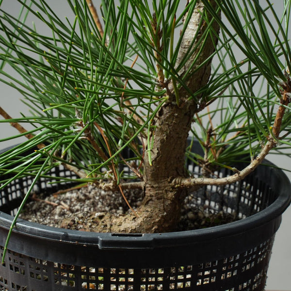 Japanese Black Pine 605 - Bonsaify