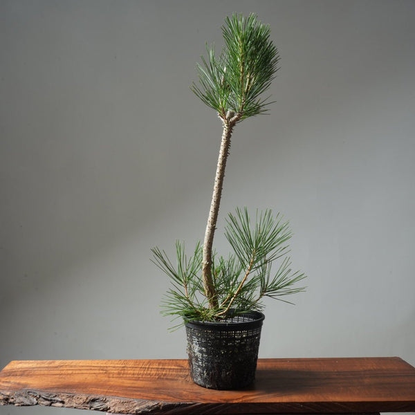 Japanese Black Pine 605 - Bonsaify