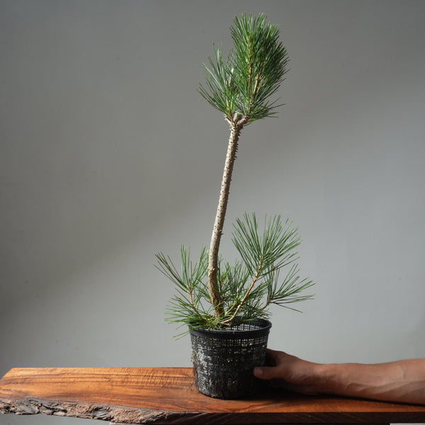 Japanese Black Pine 605 - Bonsaify