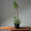 Japanese Black Pine 605 - Bonsaify