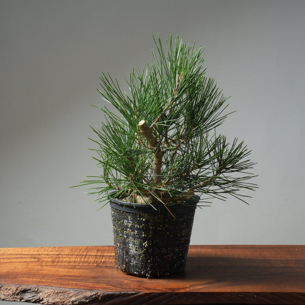 Japanese Black Pine 606 - Bonsaify