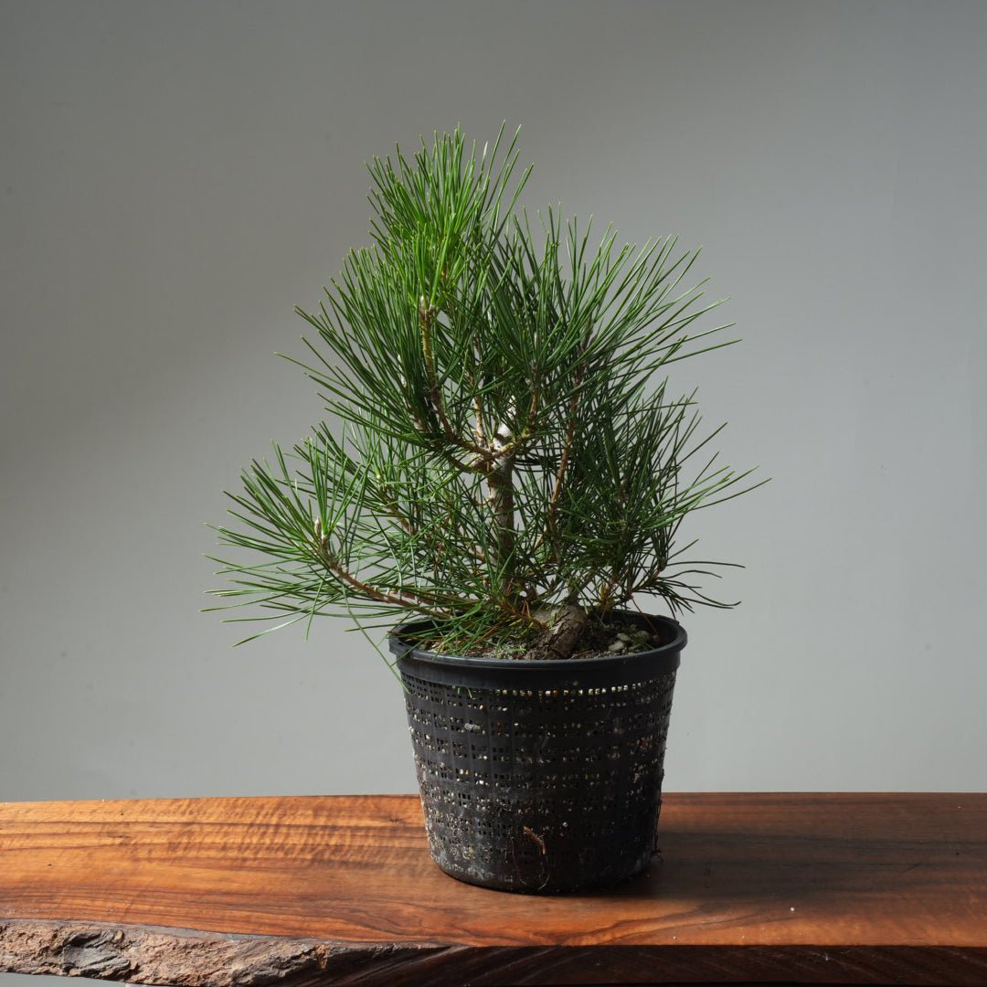 Japanese Black Pine 606 - Bonsaify