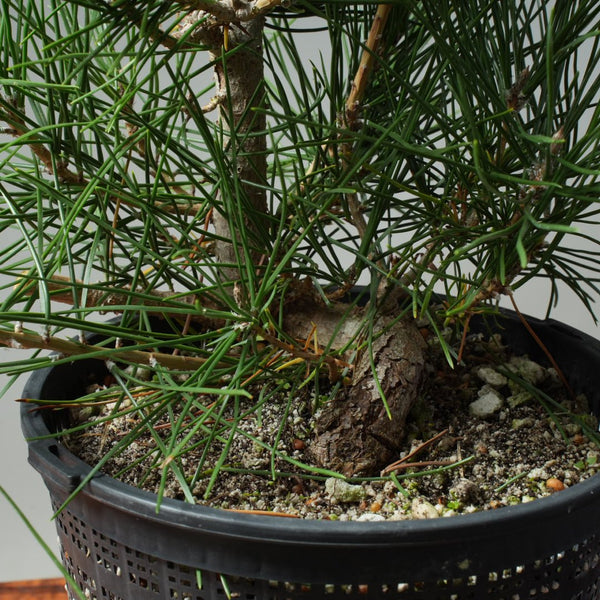 Japanese Black Pine 606 - Bonsaify