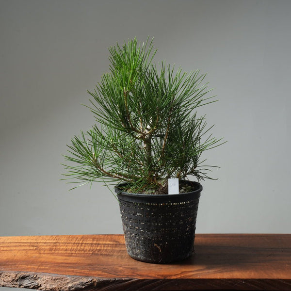 Japanese Black Pine 606 - Bonsaify