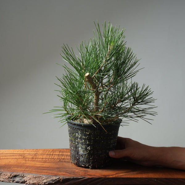 Japanese Black Pine 606 - Bonsaify