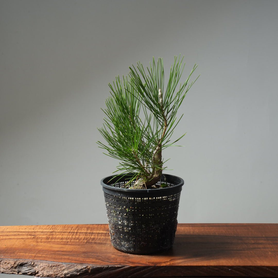 Japanese Black Pine 607 - Bonsaify