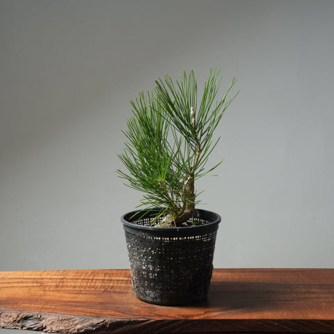 Japanese Black Pine 607 - Bonsaify