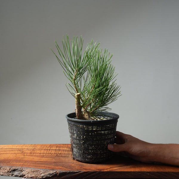 Japanese Black Pine 607 - Bonsaify
