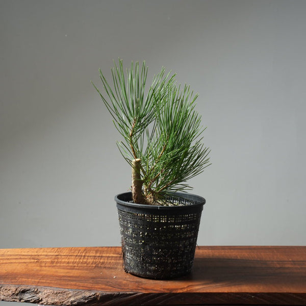 Japanese Black Pine 607 - Bonsaify