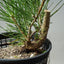 Japanese Black Pine 607 - Bonsaify