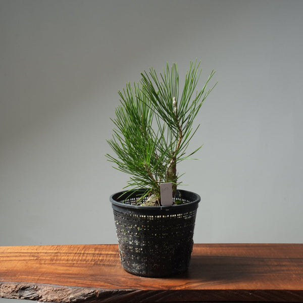 Japanese Black Pine 607 - Bonsaify