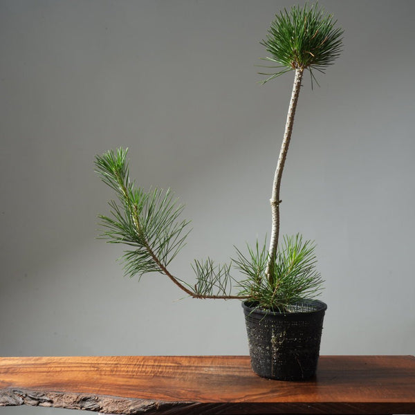 Japanese Black Pine 608 - Bonsaify