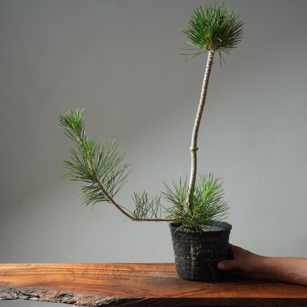 Japanese Black Pine 608 - Bonsaify