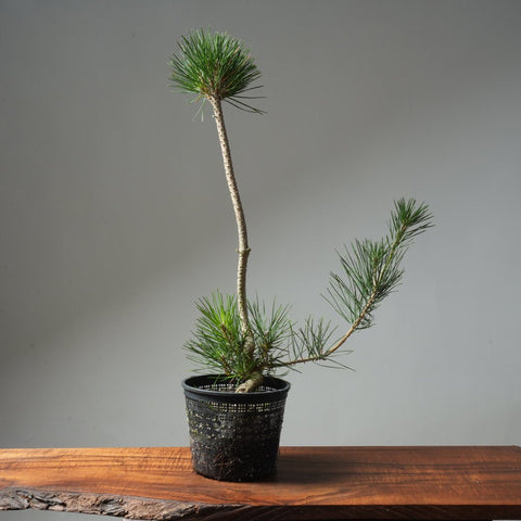 Japanese Black Pine 608 - Bonsaify