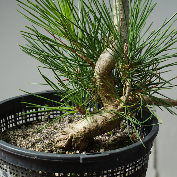 Japanese Black Pine 608 - Bonsaify