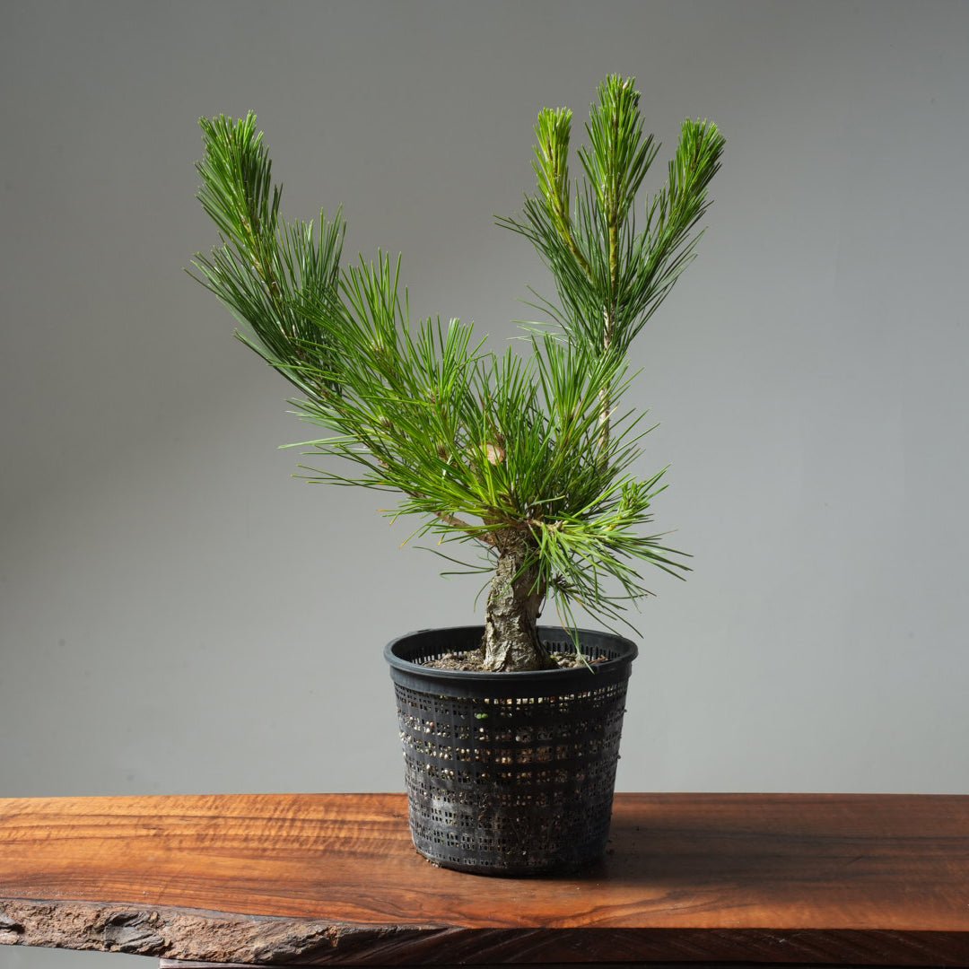 Japanese Black Pine 609 - Bonsaify