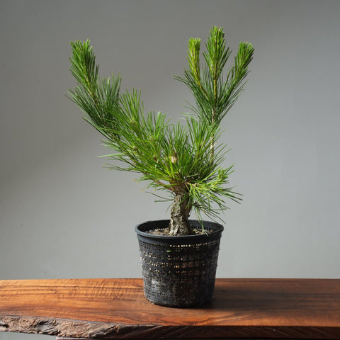 Japanese Black Pine 609 - Bonsaify