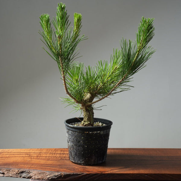 Japanese Black Pine 609 - Bonsaify