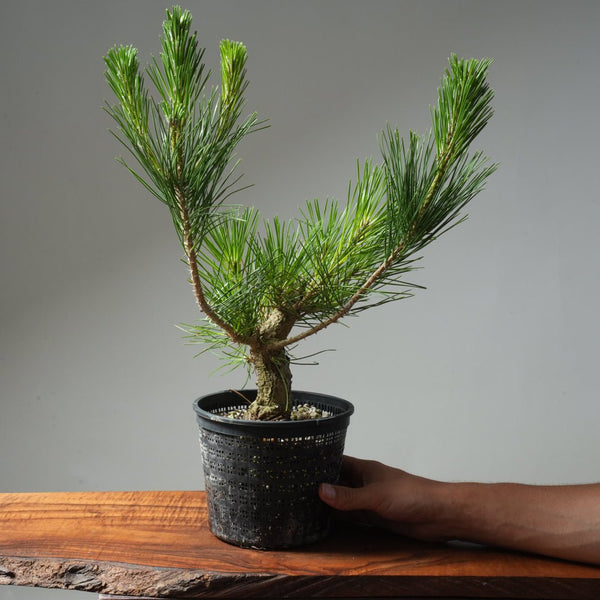 Japanese Black Pine 609 - Bonsaify