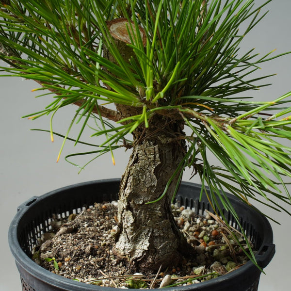 Japanese Black Pine 609 - Bonsaify