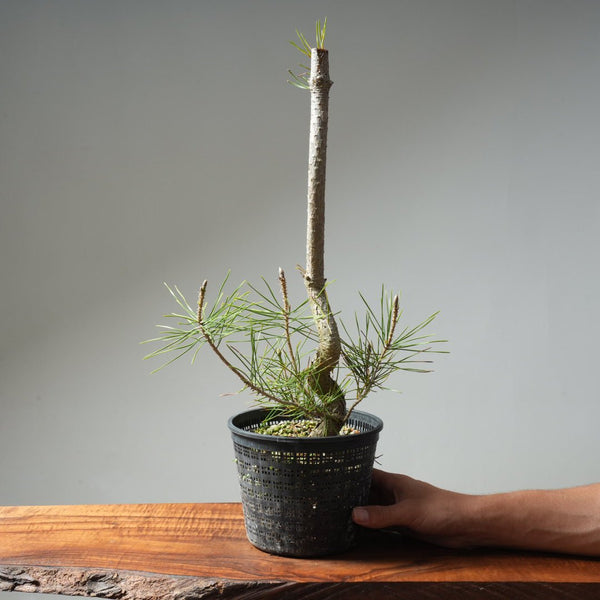 Japanese Black Pine 610 - Bonsaify