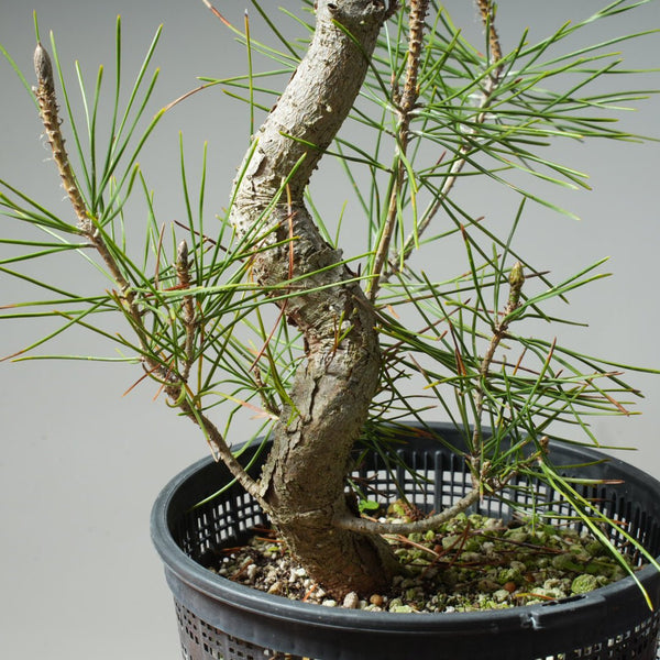 Japanese Black Pine 610 - Bonsaify