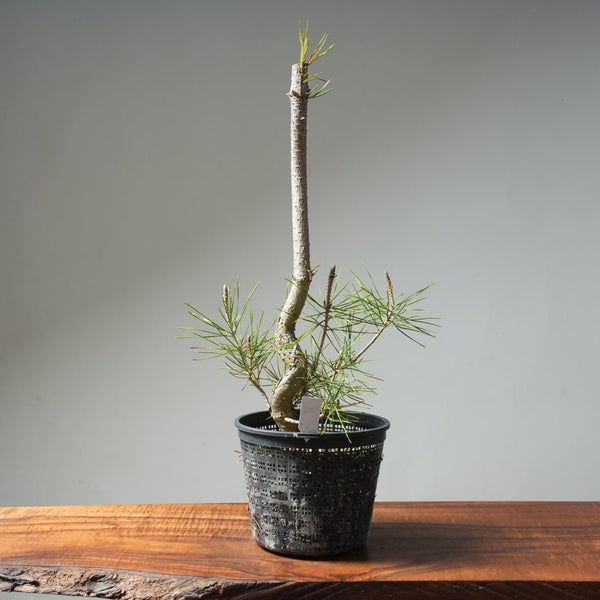 Japanese Black Pine 610 - Bonsaify