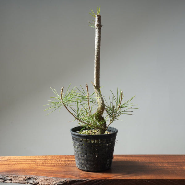 Japanese Black Pine 610 - Bonsaify