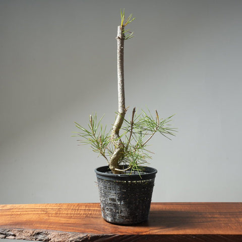 Japanese Black Pine 610 - Bonsaify