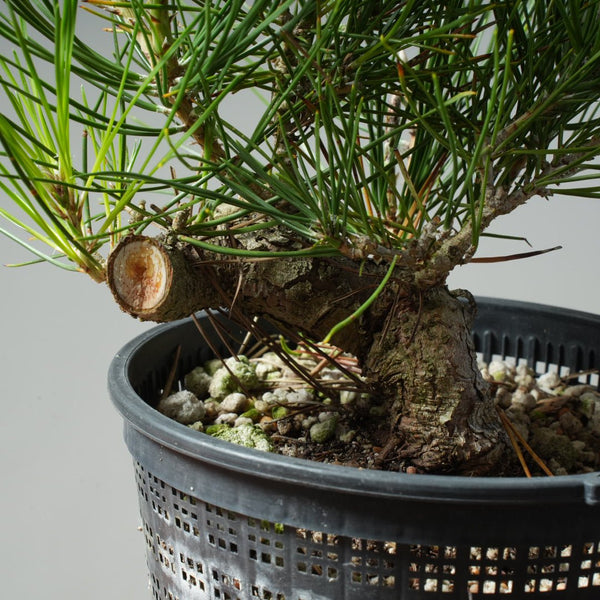 Japanese Black Pine 611 - Bonsaify