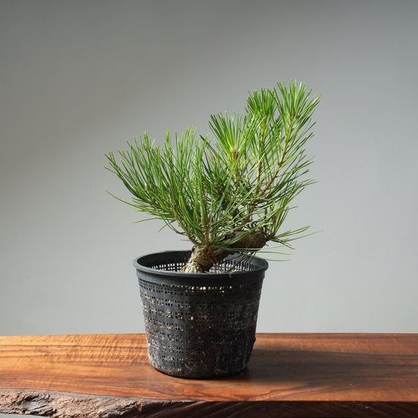 Japanese Black Pine 611 - Bonsaify