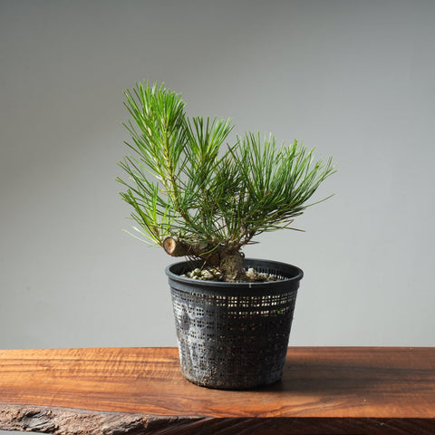 Japanese Black Pine 611 - Bonsaify