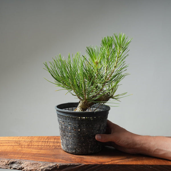 Japanese Black Pine 611 - Bonsaify