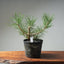 Japanese Black Pine 612 - Bonsaify