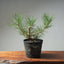 Japanese Black Pine 612 - Bonsaify