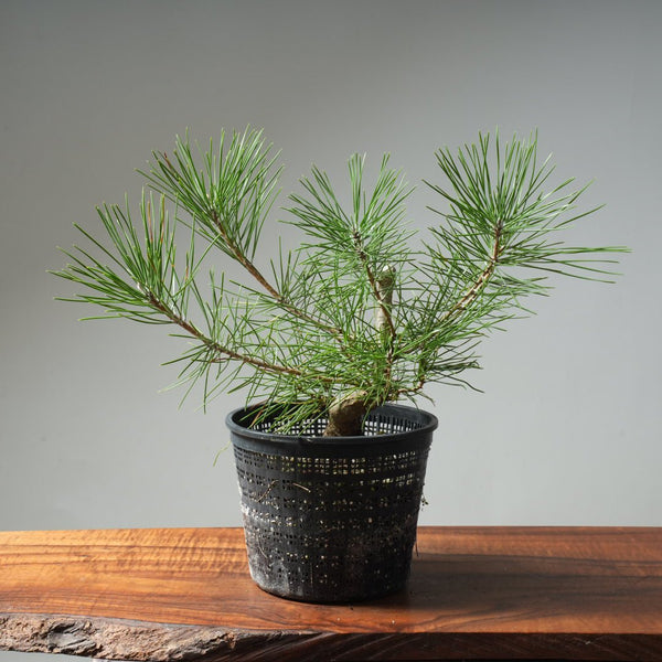 Japanese Black Pine 612 - Bonsaify
