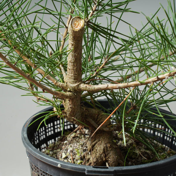 Japanese Black Pine 612 - Bonsaify