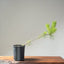 Japanese Black Pine Bonsai 1136 - Bonsaify