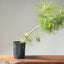 Japanese Black Pine Bonsai 1139 - Bonsaify