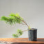 Japanese Black Pine Bonsai 1140 - Bonsaify