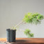 Japanese Black Pine Bonsai 1140 - Bonsaify