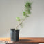 Japanese Black Pine Bonsai 1141 - Bonsaify