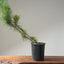 Japanese Black Pine Bonsai 1143 - Bonsaify