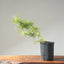 Japanese Black Pine Bonsai 1144 - Bonsaify
