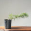 Japanese Black Pine Bonsai 1145 - Bonsaify